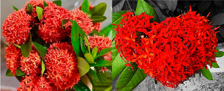 Hoa mẫu đơn đỏ thuộc giống cây bụi, thân nhỏ, nhẵn; bụi cao tầm 1m