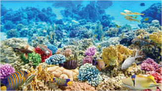 Đảo san hô