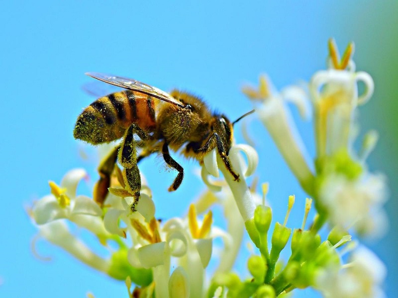 Đặc điểm của ong và ý nghĩa của giấc mơ