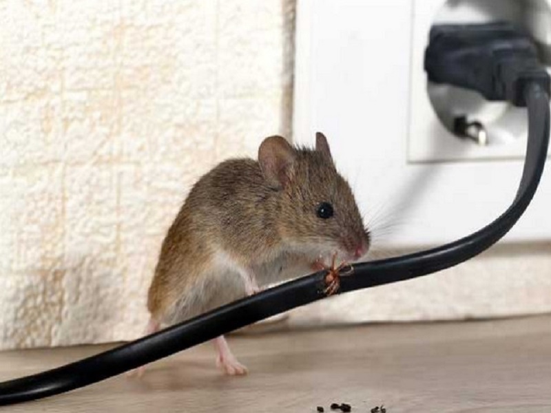 Mơ thấy chuột chạy vào nhà mình