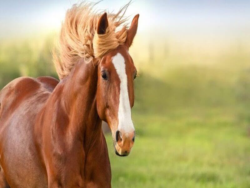 Mơ thấy ngựa vàng