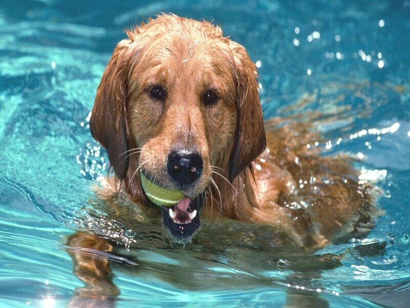 Nằm mơ thấy chó con bơi dưới nước