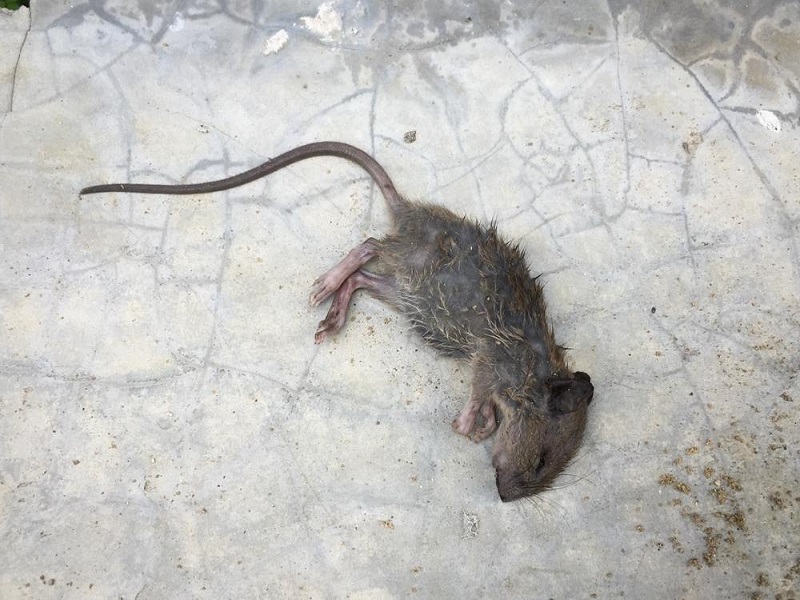 Nằm mơ thấy chuột chết