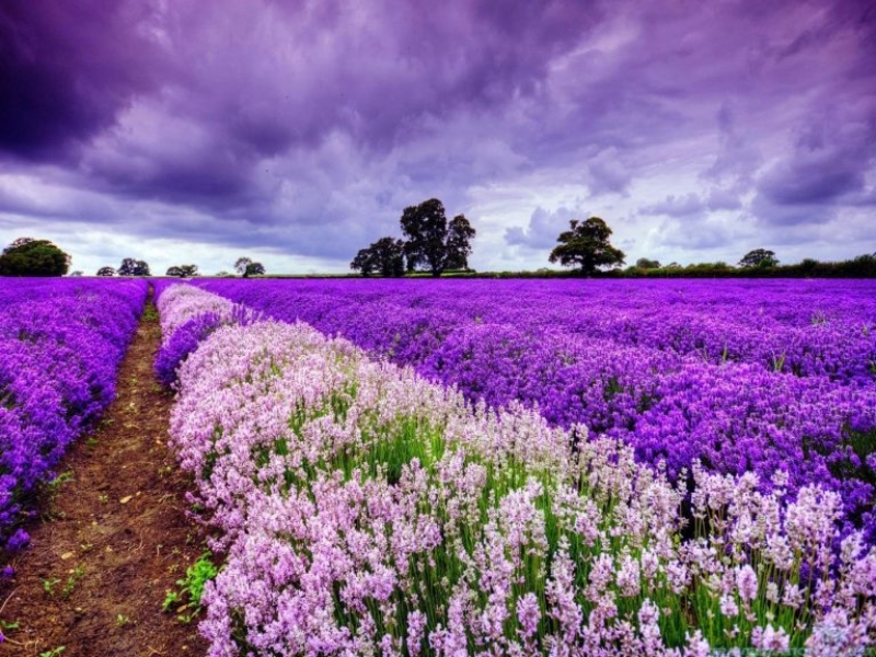 Cánh đồng hoa Lavender ở đồi chè cầu đất